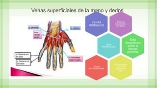 Venas superficiales de la mano y dedos
Estas se
encuentran e
los dedos
VENAS
DORSALES
VENA
PERIUNGUEAL
Esta
desemboca
sobre la
falange
proximal
Se encuentran
en la cara
dorsal de la
mano
VENAS
METACARPIANAS
 