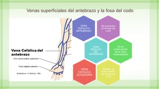 Venas superficiales del antebrazo y la fosa del codo
Se encuentra
en la fosa del
codo
VENA
CEFALICA
ANTEBRAZO
VENA
BASILICA
DEL
ANTEBRAZO
Es la
continuación
de la vena
metacarpiana
Bordea el
limite inferior
de la fosa del
codo
VENA
CEFALICA
ACCESORIA
 