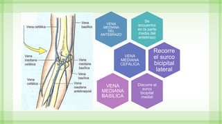 Se
encuentra
en la parte
media del
antebrazo
VENA
MEDIANA
DEL
ANTEBRAZO
VENA
MEDIANA
CEFALICA
Recorre
el surco
bicipital
lateral
Discurre el
surco
bicipital
medial
VENA
MEDIANA
BASILICA
 