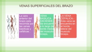 VENAS SUPERFICIALES DEL BRAZO
La cara
anterior del
brazo esta
recorrida por
las venas
basílicas y
cefálicas .
VENA
BASILICA
ASCIENDE.-
Se encuentra
a lo largo del
borde medial
del musculo
bíceps.
LA VENA
CEFALICA.-
Esta vena se
encuentra en
el borde
lateral del
musculo
bíceps.
 