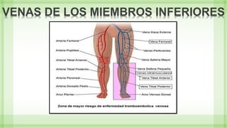 VENAS DE LOS MIEMBROS INFERIORES
 