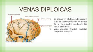 VENAS DIPLOICAS
 Se situan en el diploe del craneo
y estan conectadas con los senos
de la duramadre mediante las
venas emisarias.
 Vena diploica frontal, parietal,
temporal, occipital.
Vena diploica frontal
Vena diploica parietal
Vena diploica temporal
Vena diploica occipital
 