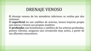 DRENAJE VENOSO
El drenaje venoso de los miembros inferiores se realiza por dos
sistemas:
El superficial no son satélites de arterias, tienen trayecto propio
son únicas y tienen sus propios nombres
El profundas son homónimas y satélites de las arterias profundas,
poseen válvulas, aseguran una circulación muy activa, a partir de
sus afluentes musculares.
 