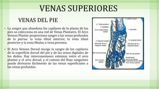 VENAS SUPERIORES
VENAS DEL PIE
• La sangre que abandona los capilares de la planta de los
pies se colecciona en una red de Venas Plantares. El Arco
Venoso Plantar proporciona sangre a las venas profundas
de la pierna: la vena tibial anterior, la vena tibial
posterior y la vena fibular, o vena peronea.
• El Arco Venoso Dorsal recoge la sangre de los capilares
de la superficie dorsal del pie y de las venas digitales de
los dedos. Hay interconexiones extensas entre el arco
plantar y el arco dorsal, y el camino del flujo sanguíneo
puede derivarse fácilmente de las venas superficiales a
las venas profundas.
 