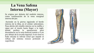La Vena Safena
Interna (Mayor)
Se origina por delante del maléolo interno,
como continuación de la vena marginal
interna del pie.
Asciende en la pierna siguiendo el borde
interno de la tibia, en el celular subcutáneo.
Pasa detrás del cóndilo interno en la rodilla y
sigue por el muslo hasta llegar a la ingle,
donde perfora la aponeurosis para
desembocar en la vena femoral común a 4 cm
por debajo de la arcada inguinal. A ese nivel se
halla situada la válvula estial que impide el
reflujo del sistema venoso profundo al
superficial.
 
