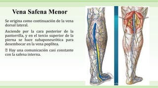 Vena Safena Menor
Se origina como continuación de la vena
dorsal lateral.
Asciende por la cara posterior de la
pantorrilla, y en el tercio superior de la
pierna se hace subaponeurótica para
desembocar en la vena poplítea.
Hay una comunicación casi constante
con la safena interna.
 
