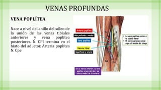 VENAS PROFUNDAS
VENA POPLÍTEA
Nace a nivel del anillo del sóleo de
la unión de las venas tibiales
anteriores y vena poplítea
posteriores. N. CPI termina en el
hiato del aductor. Arteria poplítea
N. Cpe
 