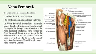 Vena Femoral.
Continuación de la Vena Poplítea.
• Satélite de la Arteria Femoral.
• Se continua como Vena Ilíaca Externa .
La Vena Femoral Superficial asciende
por el Canal de Hunter, atraviesa luego el
Triángulo de Scarpa donde recibe a la
Vena Femoral Profunda para formar la
Vena Femoral Común, que luego de la
desembocadura de la Safena Interna
pasa por debajo de la arcada crural
transformándose en Vena Ilíaca Externa.
Vena Femoral Común
 