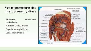 Venas posteriores del
muslo y venas glúteas
Afluentes musculares
posteriores
Foramen ciático mayor
Espacio suprapiriforme
Vena iliaca interna
 