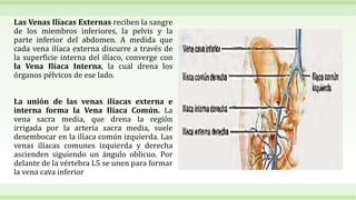 Las Venas Ilíacas Externas reciben la sangre
de los miembros inferiores, la pelvis y la
parte inferior del abdomen. A medida que
cada vena ilíaca externa discurre a través de
la superficie interna del ilíaco, converge con
la Vena Ilíaca Interna, la cual drena los
órganos pélvicos de ese lado.
La unión de las venas ilíacas externa e
interna forma la Vena Ilíaca Común. La
vena sacra media, que drena la región
irrigada por la arteria sacra media, suele
desembocar en la ilíaca común izquierda. Las
venas ilíacas comunes izquierda y derecha
ascienden siguiendo un ángulo oblicuo. Por
delante de la vértebra L5 se unen para formar
la vena cava inferior
 