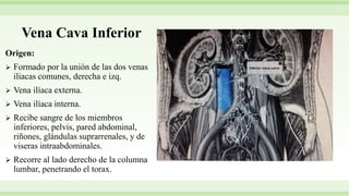 Vena Cava Inferior
Origen:
 Formado por la unión de las dos venas
iliacas comunes, derecha e izq.
 Vena ilíaca externa.
 Vena ilíaca interna.
 Recibe sangre de los miembros
inferiores, pelvis, pared abdominal,
riñones, glándulas suprarrenales, y de
viseras intraabdominales.
 Recorre al lado derecho de la columna
lumbar, penetrando el torax.
 