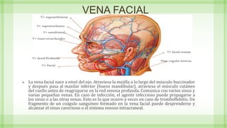 VENA FACIAL
 La vena facial nace a nivel del ojo. Atraviesa la mejilla a lo largo del músculo buccinador
y después pasa al maxilar inferior (hueso mandibular), atraviesa el músculo cutáneo
del cuello antes de reagruparse en la red venosa profunda. Comunica con varios sinus y
varias pequeñas venas. En caso de infección, el agente infeccioso puede propagarse a
los sinus o a las otras venas. Esto es lo que ocurre a veces en caso de tromboflebitis. Un
fragmento de un coágulo sanguíneo formado en la vena facial puede desprenderse y
alcanzar el sinus cavernoso o el sistema venoso intracraneal.
 