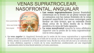 VENAS SUPRATROCLEAR,
NASOFRONTAL, ANGUALAR
 Las venas supratrocleares (venas frontales)
comienzan en la frente en un plexo venoso que
se comunica con las ramas frontales de la vena
temporal superficial. Las venas convergen para
formar un solo tronco, que se extiende hacia
abajo cerca de la línea media de la frente
paralela a la vena del lado opuesto.
 La vena nasofrontal conecta la vena oftálmica
superior con la unión de la vena supratroclear
con la vena angular.
Vena supratroclear
Vena angular
Vena naso frontal
 La vena angular (v. Angularis) formada por la unión de las venas supratroclear y supraorbital,
discurre oblicuamente hacia abajo, en el lado de la raíz de la nariz, al nivel del margen inferior de la
órbita, donde se convierte en el facial anterior vena. Recibe las venas del ala nasi y se comunica con
la vena oftálmica superior a través de la vena nasofrontal, estableciendo así una importante
anastomosis entre la vena facial anterior y el seno cavernoso.
 