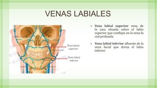 VENAS LABIALES
Vena labial
superior
 Vena labial superior vena de
la cara situada sobre el labio
superior que confluye en la vena fa
cial profunda.
 Vena labial inferior afluente de la
vena facial que drena el labio
inferior.
Vena labial
inferior
 