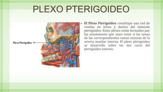 PLEXO PTERIGOIDEO
 El Plexo Pterigoideo constituye una red de
venitas en torno y dentro del músculo
pterigoideo. Estos plexos están formados por
las anastomosis que unen entre sí las venas
de las correspondientes ramas venosas de la
arteria maxilar interna. El plexo pterigoideo
se desarrolla sobre las dos caras del
pterigoideo externo.
 
