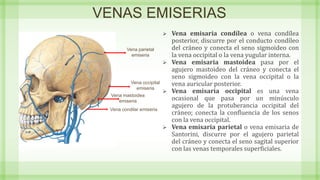 VENAS EMISERIAS
 Vena emisaria condílea o vena condílea
posterior, discurre por el conducto condíleo
del cráneo y conecta el seno sigmoideo con
la vena occipital o la vena yugular interna.
 Vena emisaria mastoidea pasa por el
agujero mastoideo del cráneo y conecta el
seno sigmoideo con la vena occipital o la
vena auricular posterior.
 Vena emisaria occipital es una vena
ocasional que pasa por un minúsculo
agujero de la protuberancia occipital del
cráneo; conecta la confluencia de los senos
con la vena occipital.
 Vena emisaria parietal o vena emisaria de
Santorini, discurre por el agujero parietal
del cráneo y conecta el seno sagital superior
con las venas temporales superficiales.
Vena parietal
emiseria
Vena mastoidea
emiseria
Vena condilar emiseria
Vena occipital
emiseria
 