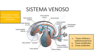 SISTEMA VENOSO
A la quinta semana
se distinguen 3 venas
principales:
1. Venas vitelinas u
onfalomesentericas
2. Venas umbilicales
3. Venas cardinales .
 