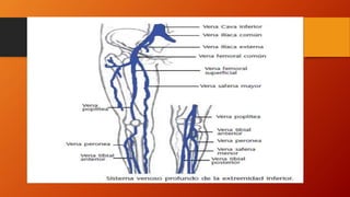 Sistema venoso superficial