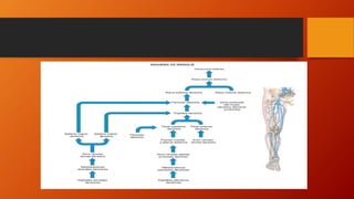 Sistema venoso superficial
