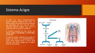 Sistema Ácigos
Si bien las venas braquiocefálicas
drenan algunas regiones del tórax, la
mayor parte de las estructuras torácicas
son drenadas por una red de venas,
llamada sistema ácigos, que corre a
cada lado de la columna vertebral.
El sistema consiste en tres venas: las
venas ácigos, hemiácigos y hemiácigos
accesoria.
El sistema ácigos, además de recoger la
sangre del tórax y la paredabdominal,
sirve como bypass para la vena cava
inferior, que drena sangre de la región
inferior del cuerpo.
 
