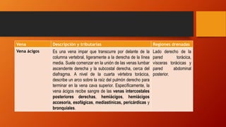 Vena Descripción y tributarias Regiones drenadas
Vena ácigos Es una vena impar que transcurre por delante de la
columna vertebral, ligeramente a la derecha de la línea
media. Suele comenzar en la unión de las venas lumbar
ascendente derecha y la subcostal derecha, cerca del
diafragma. A nivel de la cuarta vértebra torácica,
describe un arco sobre la raíz del pulmón derecho para
terminar en la vena cava superior. Específicamente, la
vena ácigos recibe sangre de las venas intercostales
posteriores derechas, hemiácigos, hemiácigos
accesoria, esofágicas, mediastínicas, pericárdicas y
bronquiales.
Lado derecho de la
pared torácica,
vísceras torácicas y
pared abdominal
posterior.
 