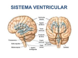 SISTEMA VENTRICULAR