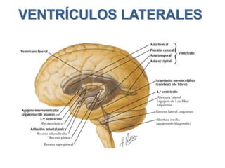 VENTRÍCULOS LATERALES