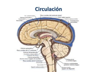 Circulación