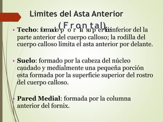 Limites del Asta Anterior
• Techo: formado
(p
Fo
rr
ola
nsu
tp
ae
lr
)ficieinferior del la
parte anterior del cuerpo calloso; la rodilla del
cuerpo calloso limita el asta anterior por delante.
• Suelo: formado por la cabeza del núcleo
caudado y medialmente una pequeña porción
esta formada por la superficie superior del rostro
del cuerpo calloso.
• Pared Medial: formada por la columna
anterior del fornix.
 