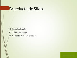 Acueducto de Silvio
 Canal estrecho
 1.8cm de largo
 Conecta 3 y 4 ventrículo
Sistema Ventricular Liquido
Cefalorraquídeo Hidrocefalia
 