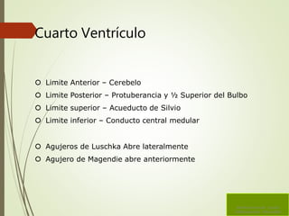 Cuarto Ventrículo
 Limite Anterior – Cerebelo
 Limite Posterior – Protuberancia y ½ Superior del Bulbo
 Limite superior – Acueducto de Silvio
 Limite inferior – Conducto central medular
 Agujeros de Luschka Abre lateralmente
 Agujero de Magendie abre anteriormente
Sistema Ventricular Liquido
Cefalorraquídeo Hidrocefalia
 