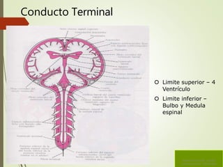 Conducto Terminal
 Limite superior – 4
Ventrículo
 Limite inferior –
Bulbo y Medula
espinal
Sistema Ventricular Liquido
Cefalorraquídeo Hidrocefalia
 