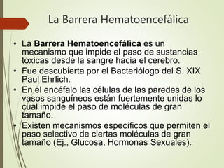 La Barrera Hematoencefálica
• La Barrera Hematoencefálica es un
mecanismo que impide el paso de sustancias
tóxicas desde la sangre hacia el cerebro.
• Fue descubierta por el Bacteriólogo del S. XIX
Paul Ehrlich.
• En el encéfalo las células de las paredes de los
vasos sanguíneos están fuertemente unidas lo
cual impide el paso de moléculas de gran
tamaño.
• Existen mecanismos específicos que permiten el
paso selectivo de ciertas moléculas de gran
tamaño (Ej., Glucosa, Hormonas Sexuales).
 