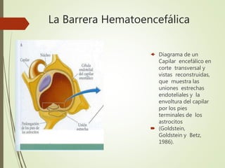La Barrera Hematoencefálica
 Diagrama de un
Capilar encefálico en
corte transversal y
vistas reconstruidas,
que muestra las
uniones estrechas
endoteliales y la
envoltura del capilar
por los pies
terminales de los
astrocitos
 (Goldstein,
Goldstein y Betz,
1986).
 