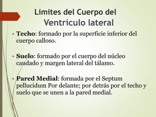 Limites del Cuerpo del
Ventrículo lateral
• Techo: formado por la superficie inferior del
cuerpo calloso.
• Suelo: formado por el cuerpo del núcleo
caudado y margen lateral del tálamo.
• Pared Medial: formada por el Septum
pellucidum Por delante; por detrás por el techo y
suelo que se unen a la pared medial.
 