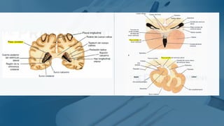 Comprehensive Overview of the Ventricular System and Cerebrospinal ...