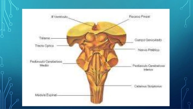 Sistema ventricular, cuarto ventrículo Sistema ventricular, cuarto ventrículo