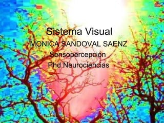 Sistema Visual
MONICA SANDOVAL SAENZ
Sensopercepción
Phd Neurociencias
 