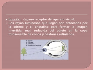 Sistema visual | PPTX