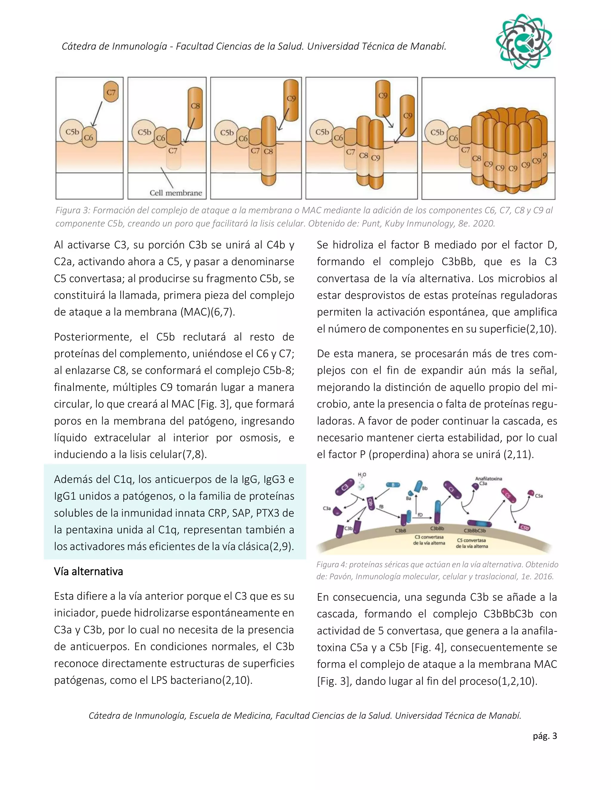 Sistema y vías de activación del complemento | PDF