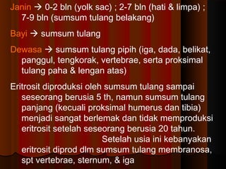 Janin  0-2 bln (yolk sac) ; 2-7 bln (hati & limpa) ;
7-9 bln (sumsum tulang belakang)
Bayi  sumsum tulang
Dewasa  sumsum tulang pipih (iga, dada, belikat,
panggul, tengkorak, vertebrae, serta proksimal
tulang paha & lengan atas)
Eritrosit diproduksi oleh sumsum tulang sampai
seseorang berusia 5 th, namun sumsum tulang
panjang (kecuali proksimal humerus dan tibia)
menjadi sangat berlemak dan tidak memproduksi
eritrosit setelah seseorang berusia 20 tahun.
Setelah usia ini kebanyakan
eritrosit diprod dlm sumsum tulang membranosa,
spt vertebrae, sternum, & iga
 