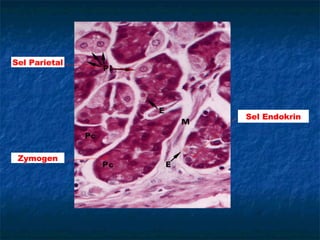 Sel Parietal
Zymogen
Sel Endokrin
 