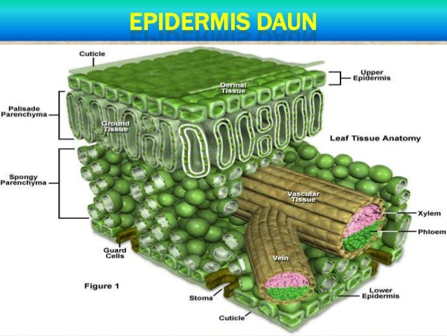 Sistem Dalam Kehidupan Tumbuhan