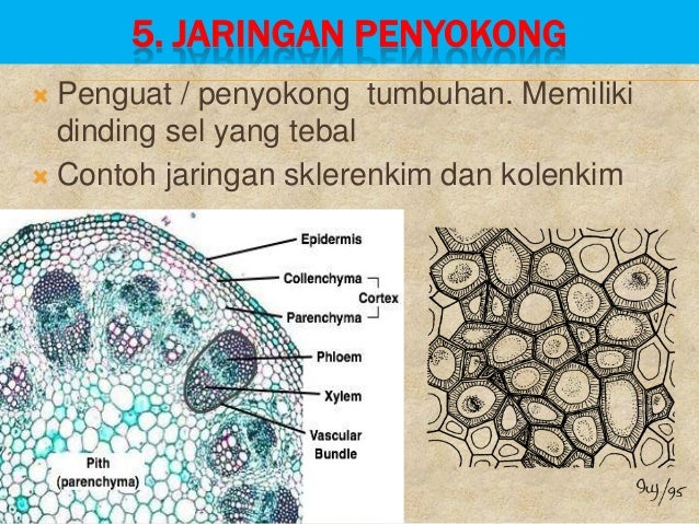 Sistem Dalam Kehidupan Tumbuhan