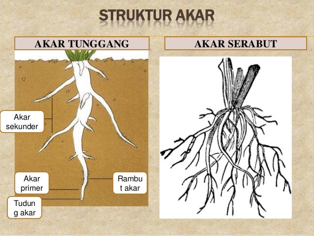 Struktur Tubuh Cacing Pita Sistem Dalam Kehidupan Tumbuhan Struktur Tubuh Cacing Pita Sistem Dalam Kehidupan Tumbuhan