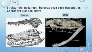 Sistem digesti pada reptil | PPTX
