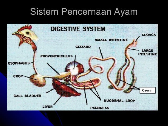 Sistem digestivus