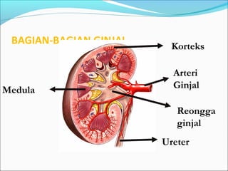 BAGIAN-BAGIAN GINJAL Korteks
Medula
Reongga
ginjal
Arteri
Ginjal
Ureter
 