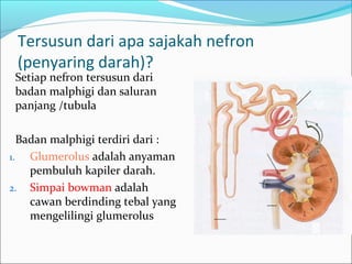 Tersusun dari apa sajakah nefron
(penyaring darah)?
 Setiap nefron tersusun dari
badan malphigi dan saluran
panjang /tubula
 Badan malphigi terdiri dari :
1. Glumerolus adalah anyaman
pembuluh kapiler darah.
2. Simpai bowman adalah
cawan berdinding tebal yang
mengelilingi glumerolus
Glomerulus
Kapsula/simpai
Bowman
 