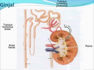 Tubulus
kontortus
distal
Tubulus
kontortus
proksimal
Ansa
Henle
Saluran
pengumpul
Ureter
Medula
Kortex
NefronArteri
renalis
Vena
renalis
Glomerulus
Kapsula/simpai
Bowman
Pelvis
Ginjal
 